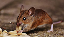 24 Hour & Emergency Exterminators in Tenakee Springs, AK